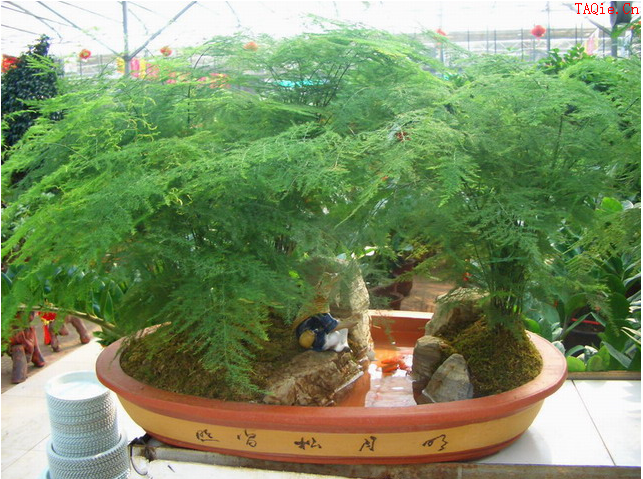 适合室内养的植物