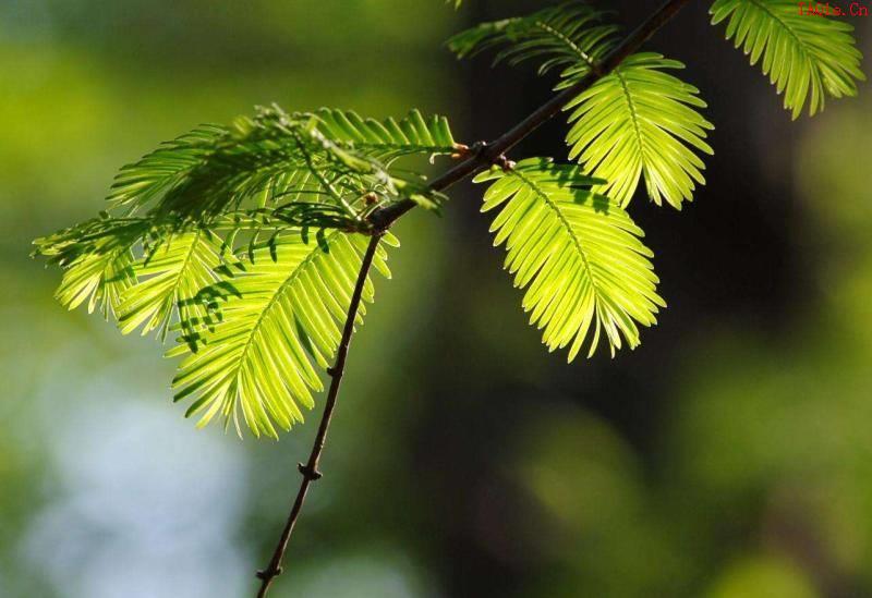 水杉是什么植物