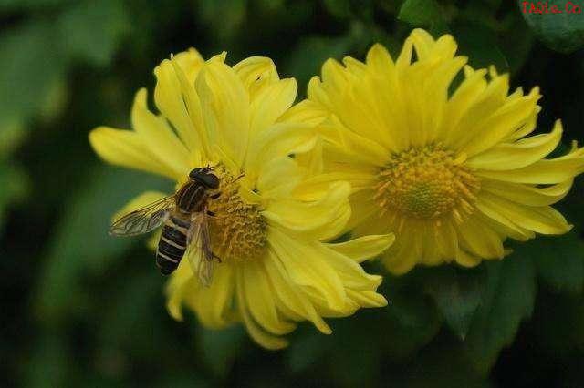 花中隐士是什么花