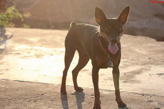 小鹿犬怎么训练 小鹿犬训练方法