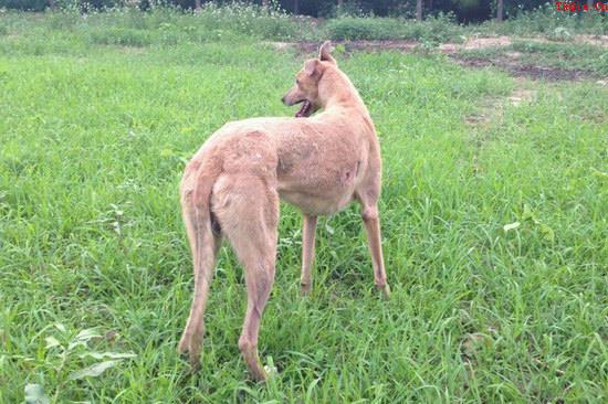 格力犬怎么训练速度 格力犬训练速度和耐力方法