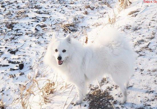 银狐犬怎么训练 银狐犬训练方法2