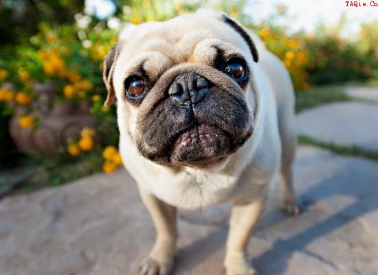 巴哥犬怎么训练 巴哥犬训练教程1