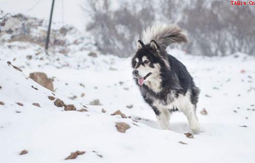 阿拉斯加犬怎么训练 阿拉斯加犬训练教程1