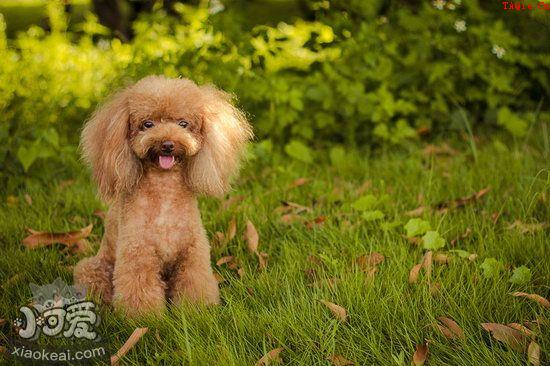 贵宾犬怎么训练 贵宾犬训练教程3