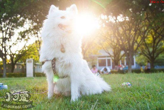 银狐犬拒食怎么训练 银狐犬拒食训练教程1