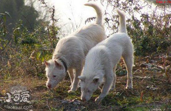 下司犬怎么训练大小便 下司犬定点上厕所训练教程1