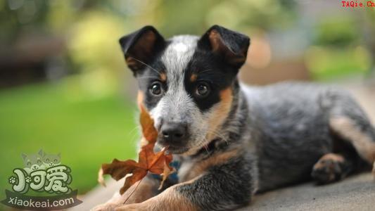 澳大利亚牧牛犬不扑人训练方法