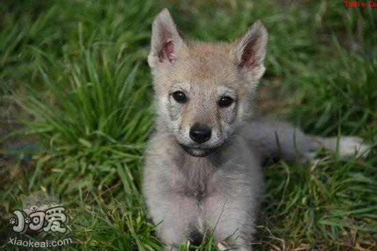 捷克狼犬怎么训练握手 捷克狼犬握手训练教程1