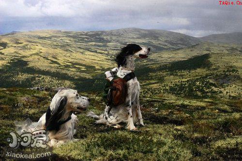 英格兰雪达犬上厕所怎么训练 大小便训练方法