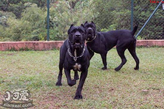 日本土佐犬躺下怎么训练 日本土佐犬躺下训练教程