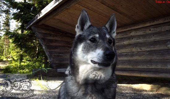 挪威猎鹿犬怎么训练翻滚 挪威猎鹿犬翻滚训练技巧