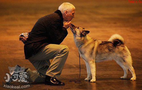 英国斗牛犬握手如何训练 英国斗牛犬握手训练方法1