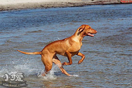 维希拉猎犬怎么训练握手 维希拉猎犬握手训练技巧1