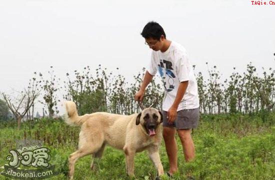 安纳托利亚牧羊犬爱咬东西怎么纠正 坏习惯纠正方法