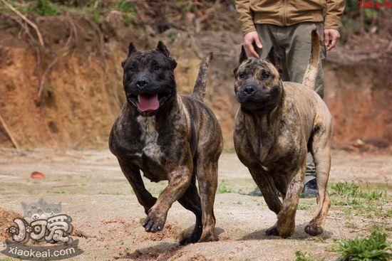 加纳利犬怎么训练大小便 西班牙加纳利定点上厕所训练方法1