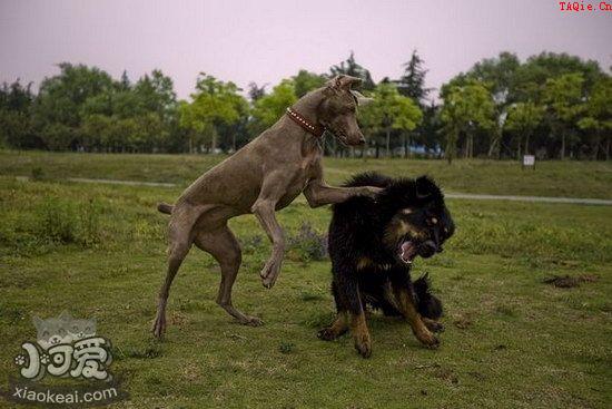 威玛猎犬卧倒怎么训练 威玛猎犬卧下训练流程1