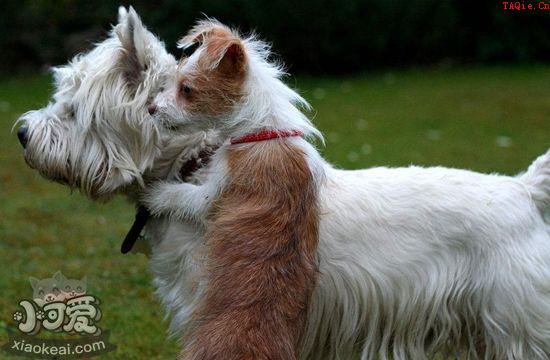 怎么训练葡萄牙波登可犬卧倒