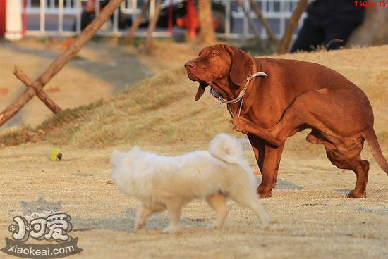 怎么训练红骨猎浣熊犬站立 红骨猎浣熊犬站立训练