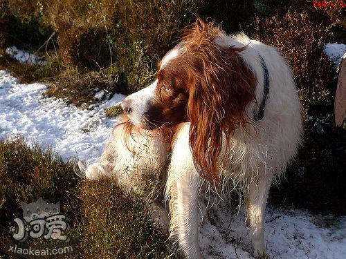 如何教会爱尔兰红白雪达犬游泳