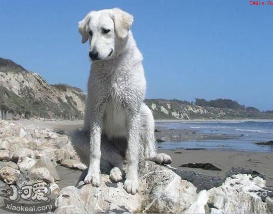 冰岛牧羊犬怎么训练跳高 冰岛牧羊犬跳高训练方法