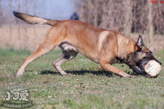 马里努阿犬趴下怎么训练 马里努阿犬躺倒训练教程1