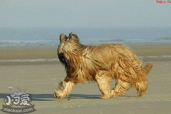 布雷猎犬坏习惯怎么纠正 伯瑞犬坏习惯纠正技巧1