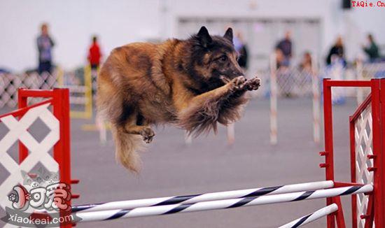 如何训练比利时特伏丹犬找球 比利时特伏丹犬找球训练