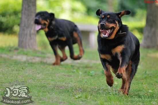 罗威纳犬怎么训练看家 罗威纳犬看家训练