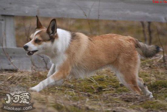 挪威伦德猎犬怎么训练 挪威伦德猎犬训练心得1