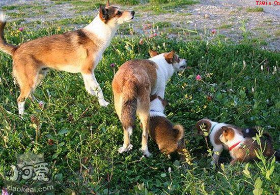 怎么训练挪威伦德猎犬大小便 挪威伦德猎犬定点上厕所训练1