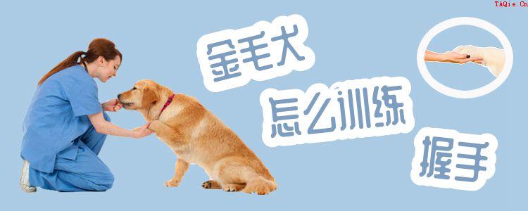 金毛犬怎么训练握手