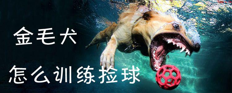 金毛犬怎么训练捡球1