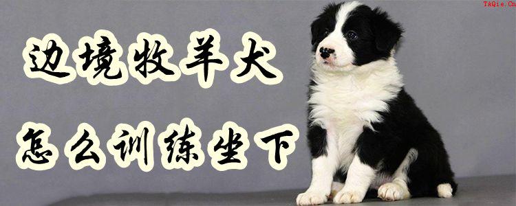 边境牧羊犬怎么训练坐下1