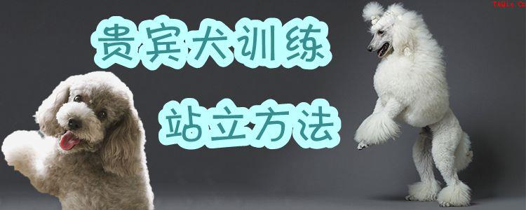 贵宾犬训练站立方法