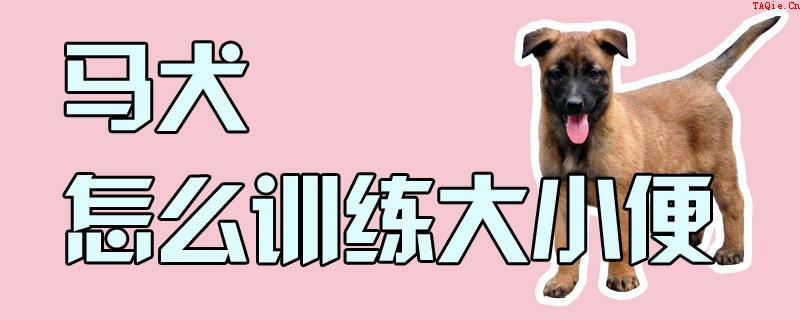 马犬怎么训练大小便