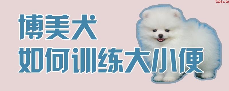 博美犬如何训练大小便