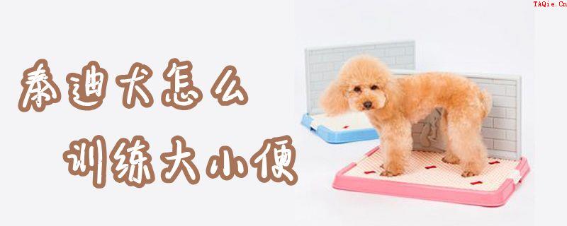 泰迪犬怎么训练大小便