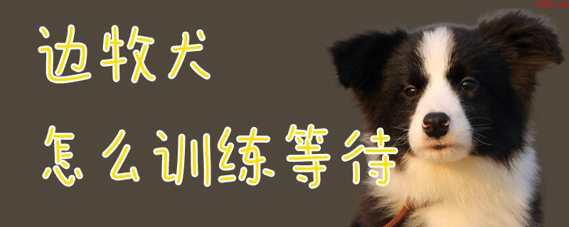 边牧犬怎么训练等待