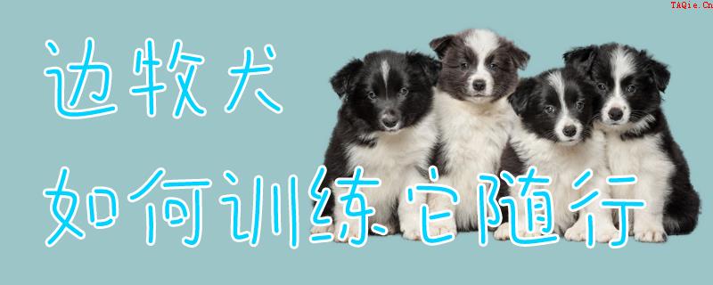 边牧犬如何训练它随行