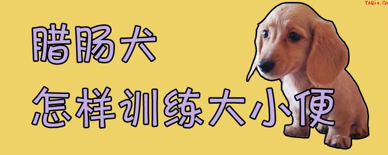 腊肠犬怎样训练大小便