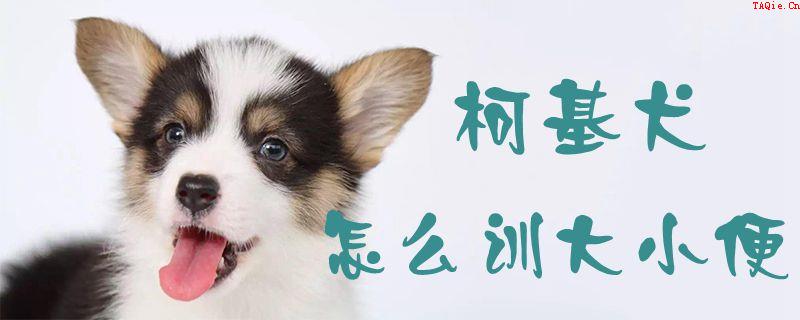 柯基犬怎么训大小便1