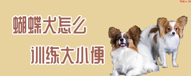 蝴蝶犬怎么训练大小便