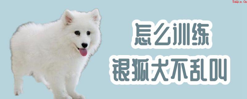 怎么训练银狐犬不乱叫