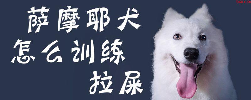 萨摩耶犬怎么训练拉屎1