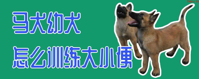 马犬幼犬怎么训练大小便