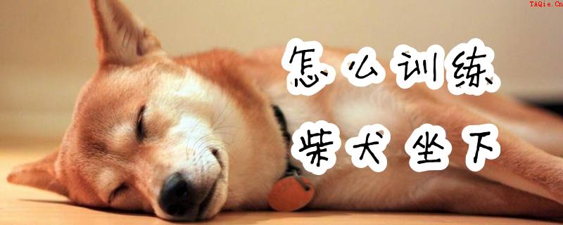 怎么训练柴犬坐下