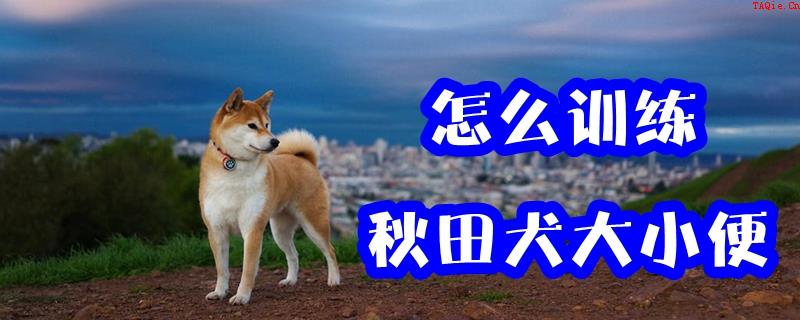 怎么训练秋田犬大小便