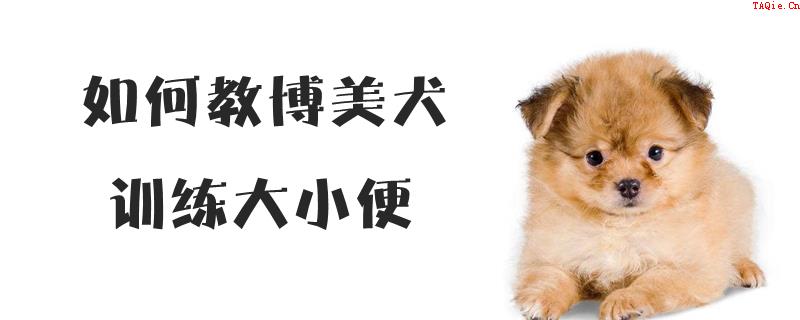 如何教博美犬训练大小便