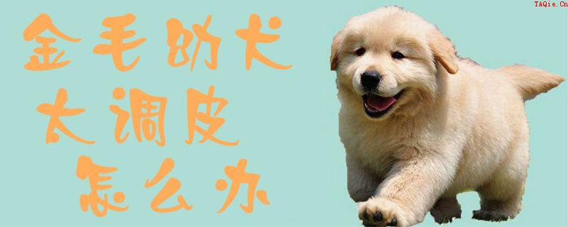 金毛幼犬太调皮怎么办1